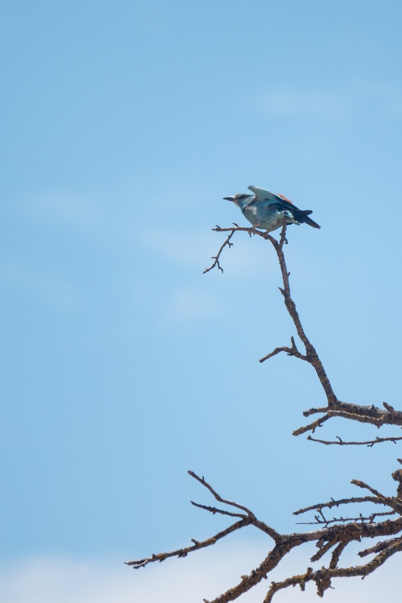 European Roller - ML620614724