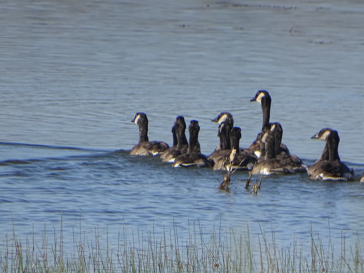 Canada Goose - Robert Solomon