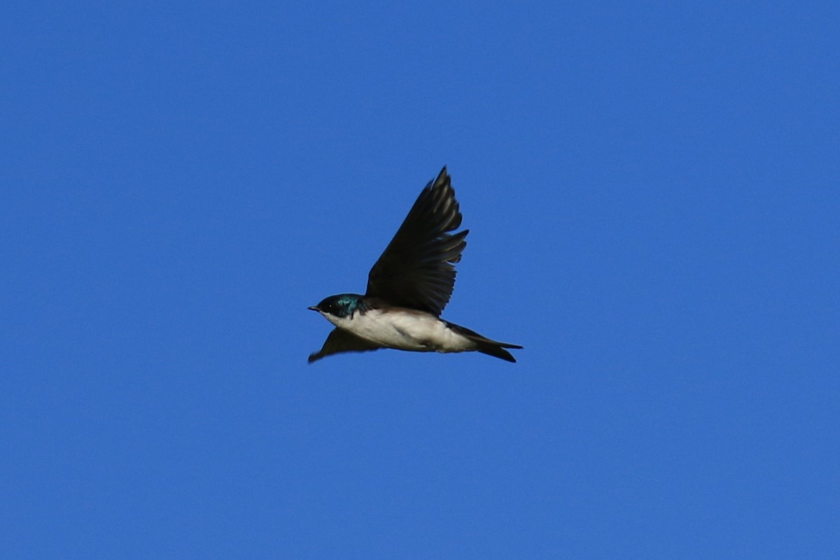 Golondrina Bicolor - ML620614730