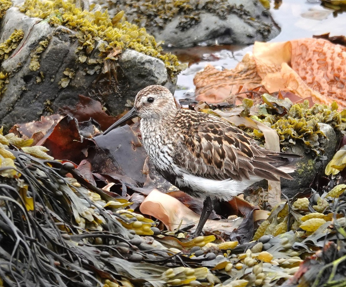 Dunlin - ML620614732