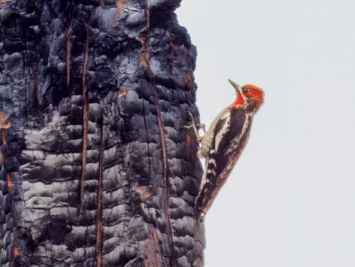 Red-breasted Sapsucker - ML620614739