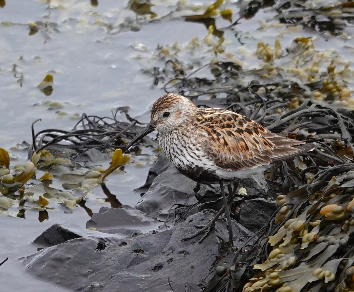 Dunlin - ML620614740