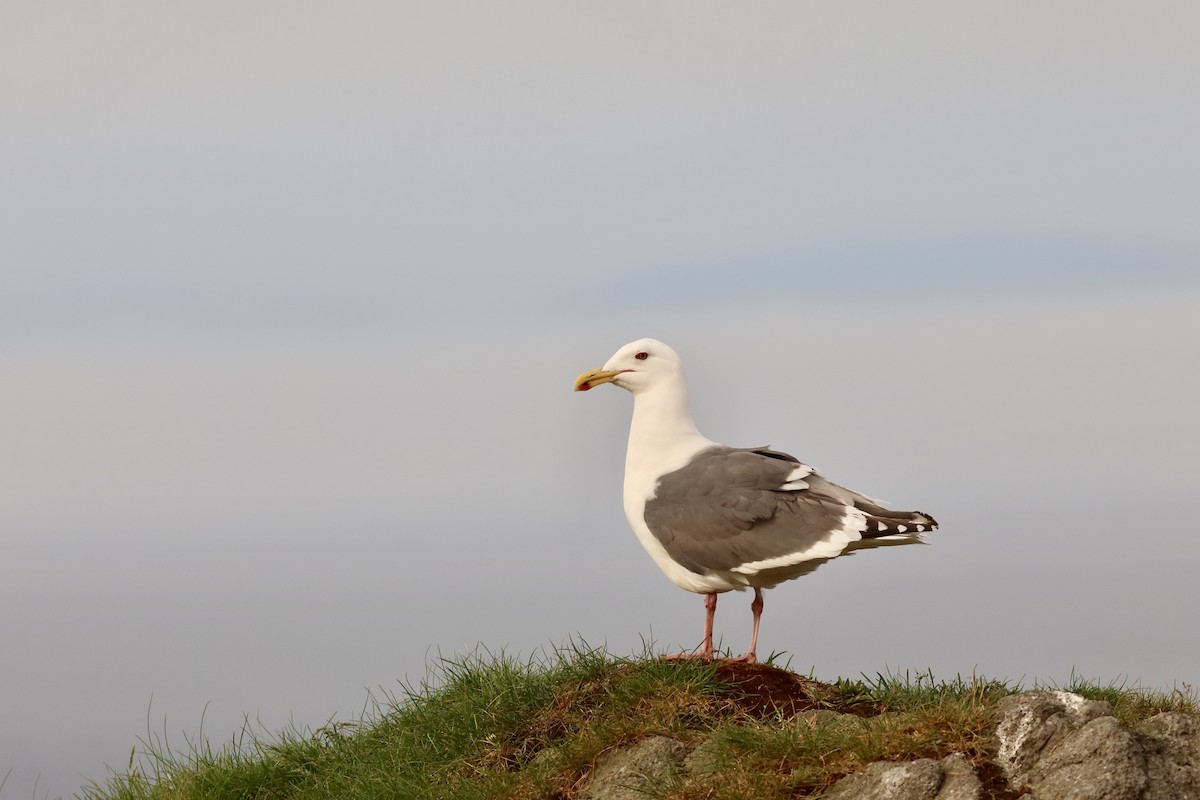 Slaty-backed Gull - ML620614741