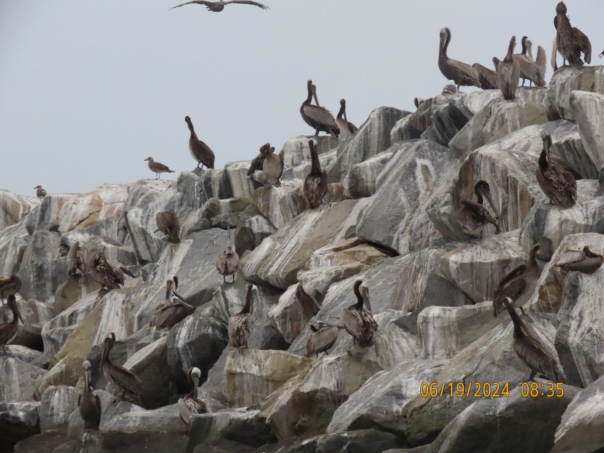 Brown Pelican - ML620614742