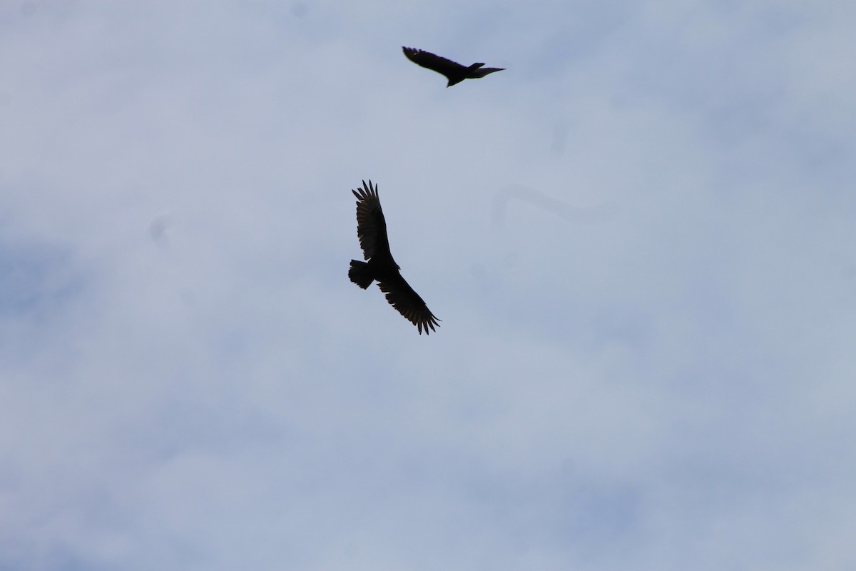 Turkey Vulture - ML620614743