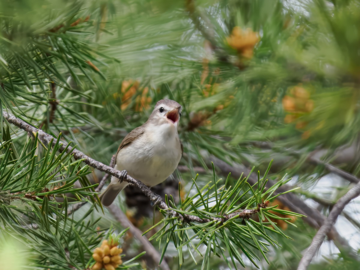 Western Warbling Vireo - ML620614744
