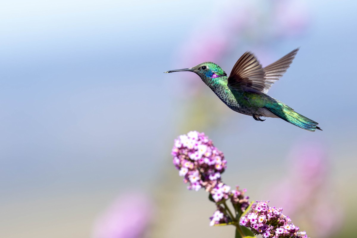 Colibri à ventre blanc - ML620614745