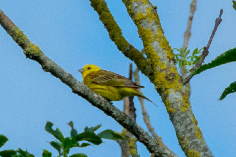 Yellowhammer - ML620614748