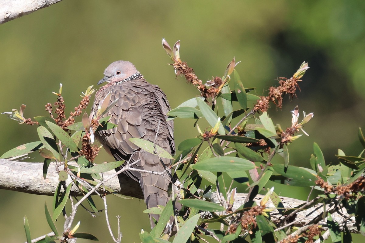 Spotted Dove - ML620614749