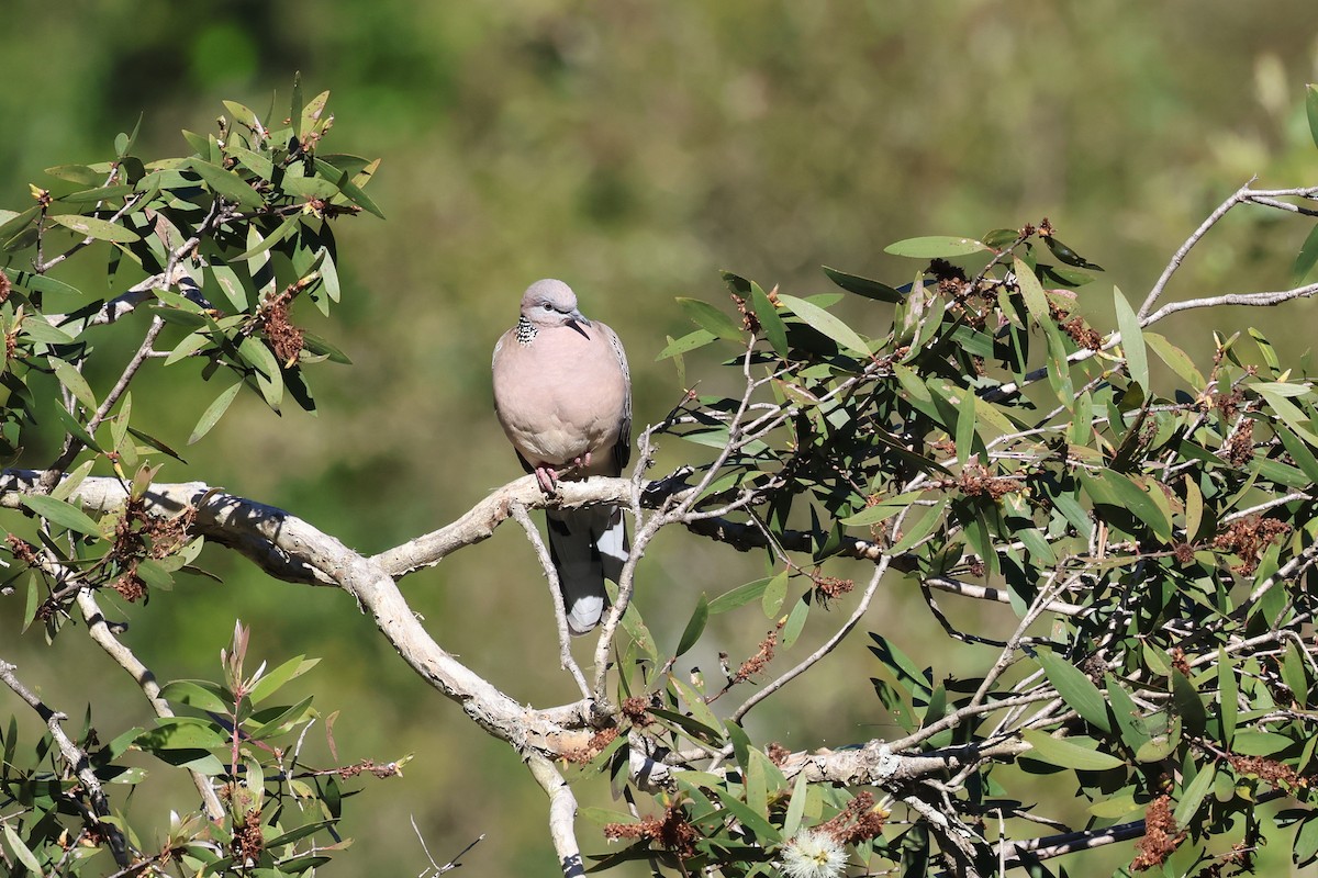 Spotted Dove - ML620614751