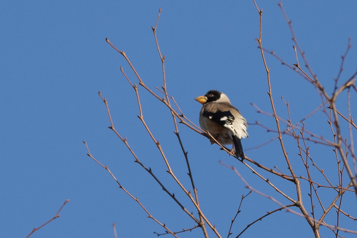 Yellow-billed Grosbeak - ML620614752