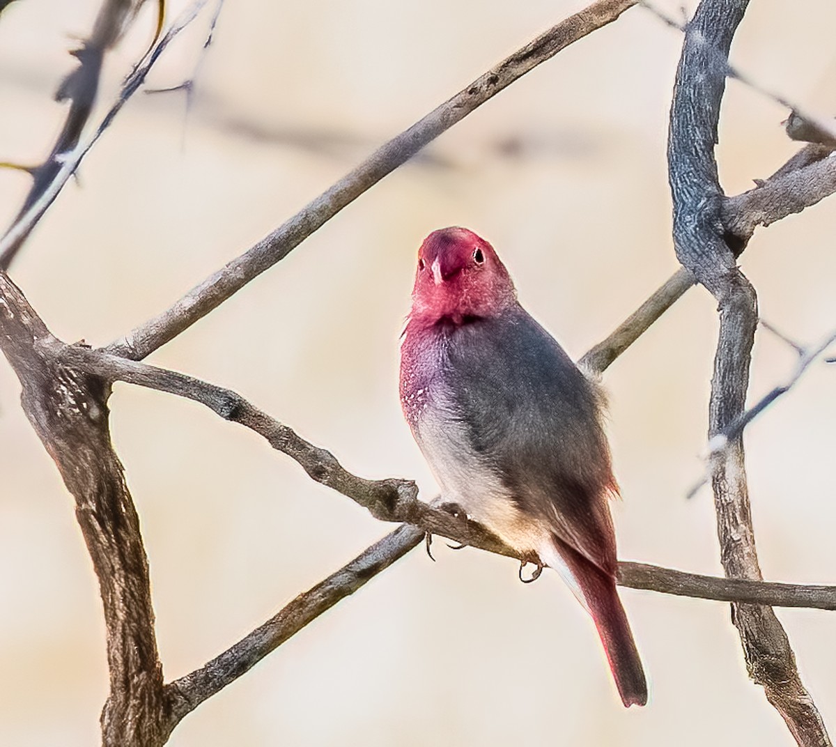 Red-billed Firefinch - ML620614757