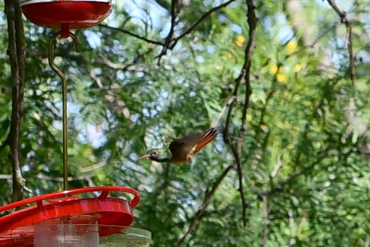 Buff-bellied Hummingbird - ML620614758