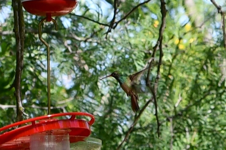 Buff-bellied Hummingbird - ML620614759