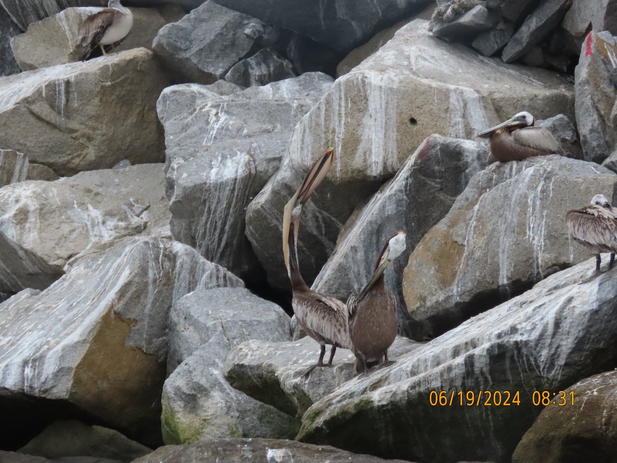 Brown Pelican - ML620614761