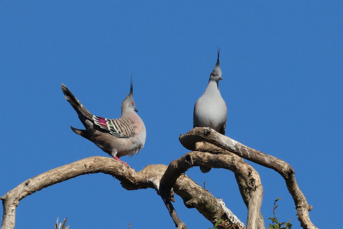 Crested Pigeon - ML620614766