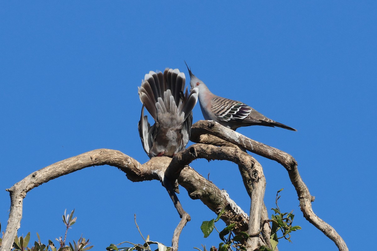 Crested Pigeon - ML620614767