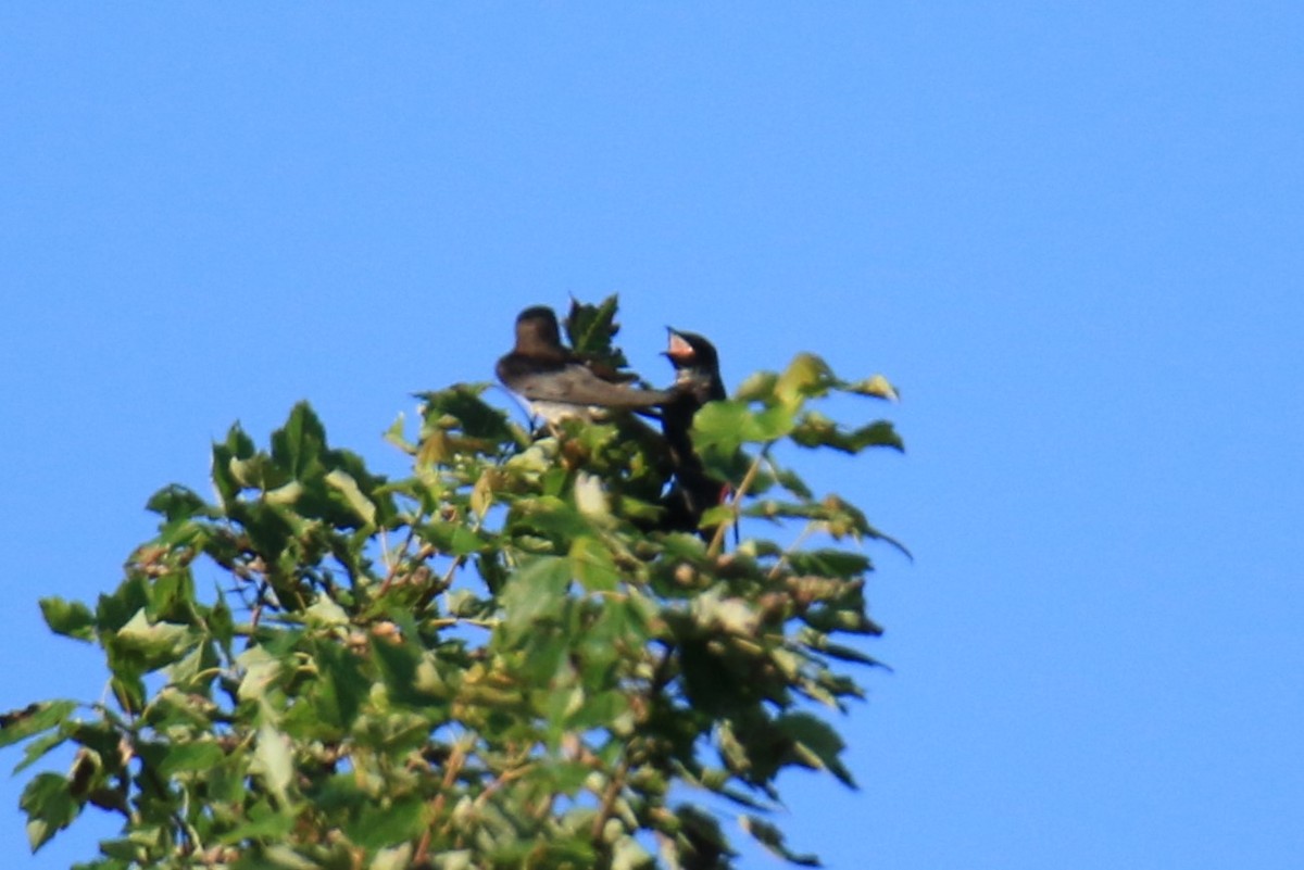 Purple Martin - ML620614772