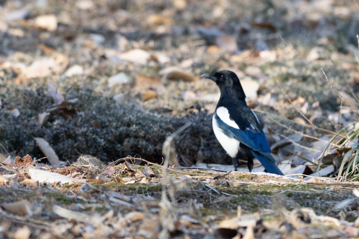 Oriental Magpie - ML620614778