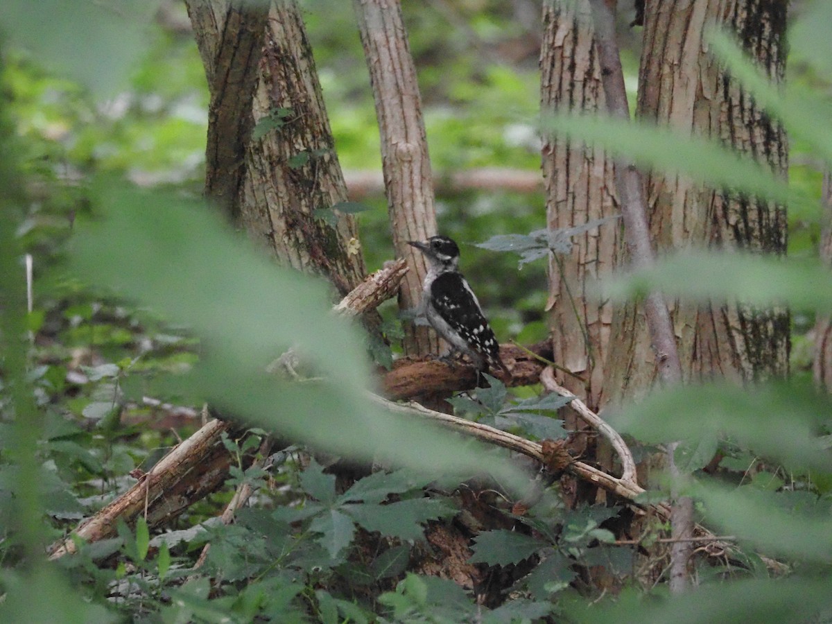 Hairy Woodpecker - ML620614783