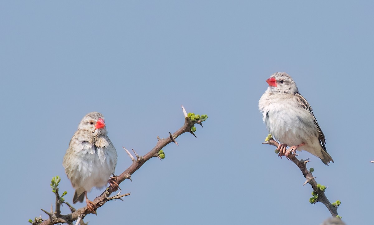 Red-billed Quelea - ML620614786