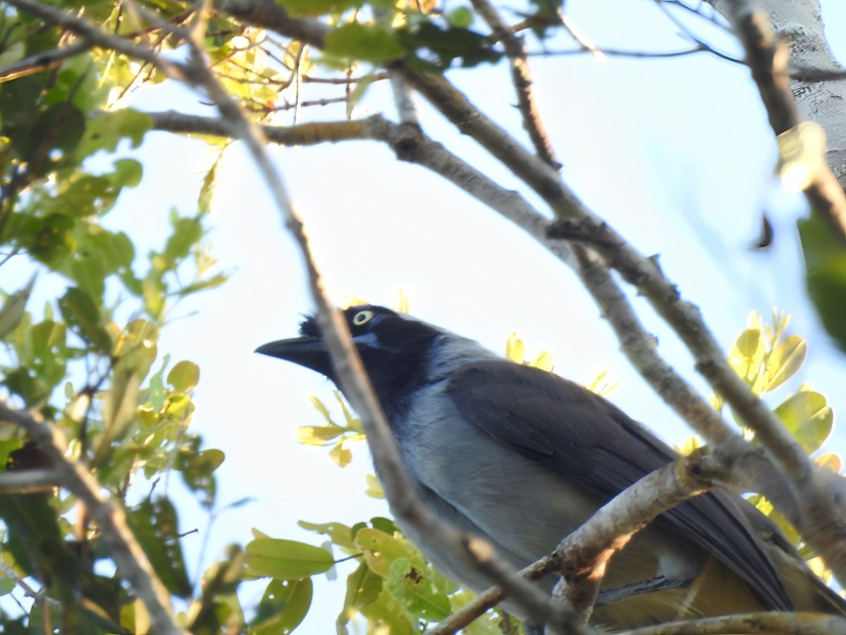 Azure-naped Jay (Campina) - Raul Afonso Pommer-Barbosa - Amazon Birdwatching