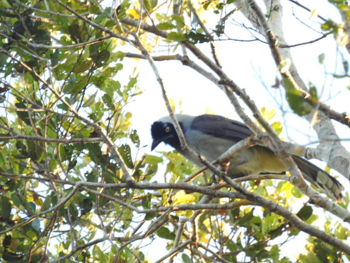 Azure-naped Jay (Campina) - ML620614790