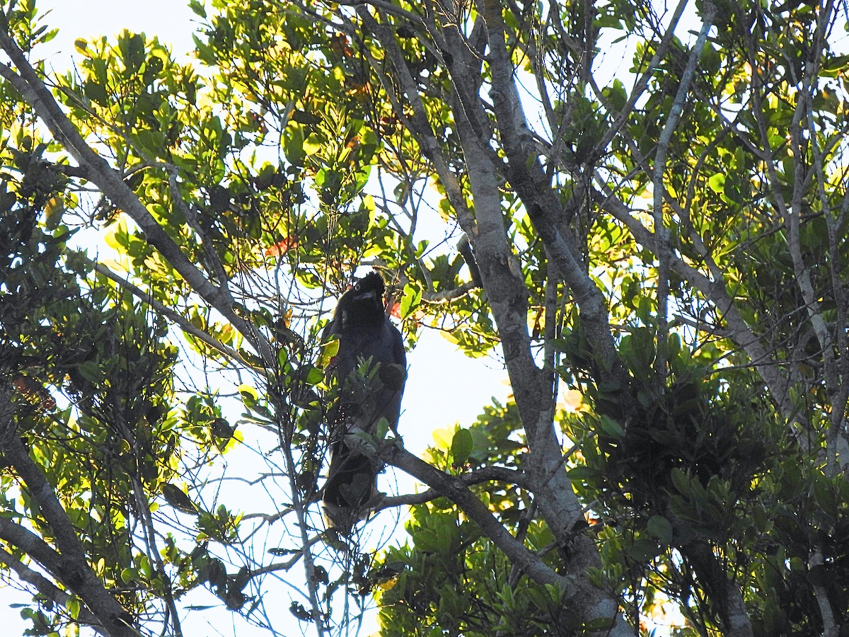 Azure-naped Jay (Campina) - ML620614791