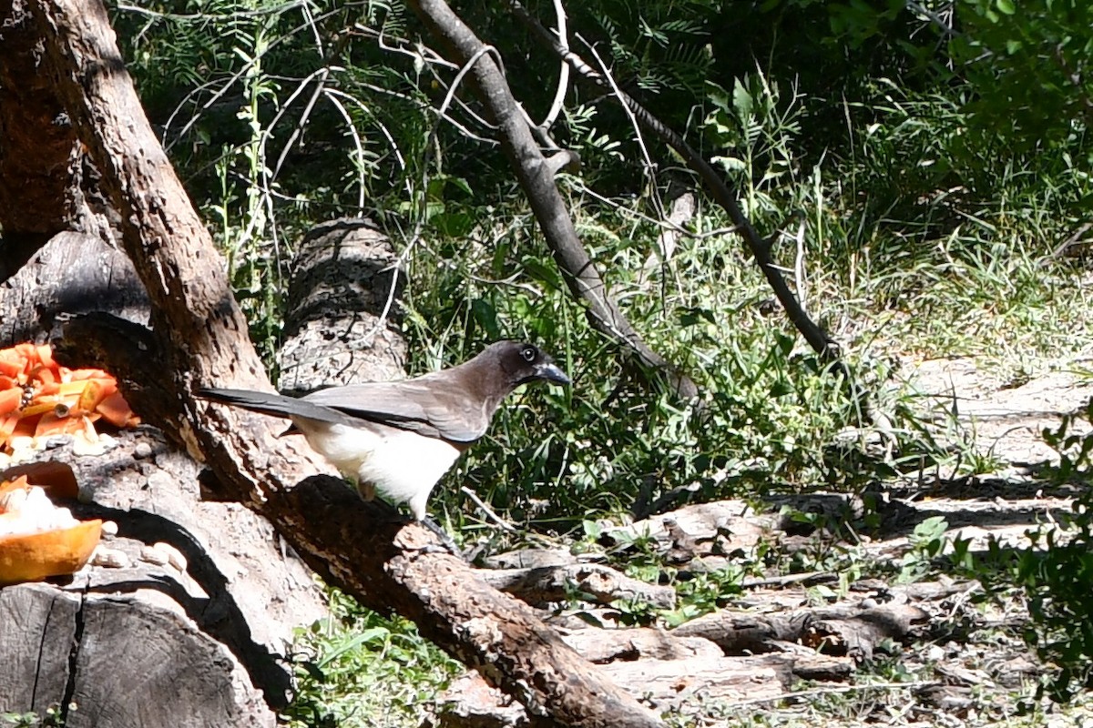 Brown Jay - ML620614792