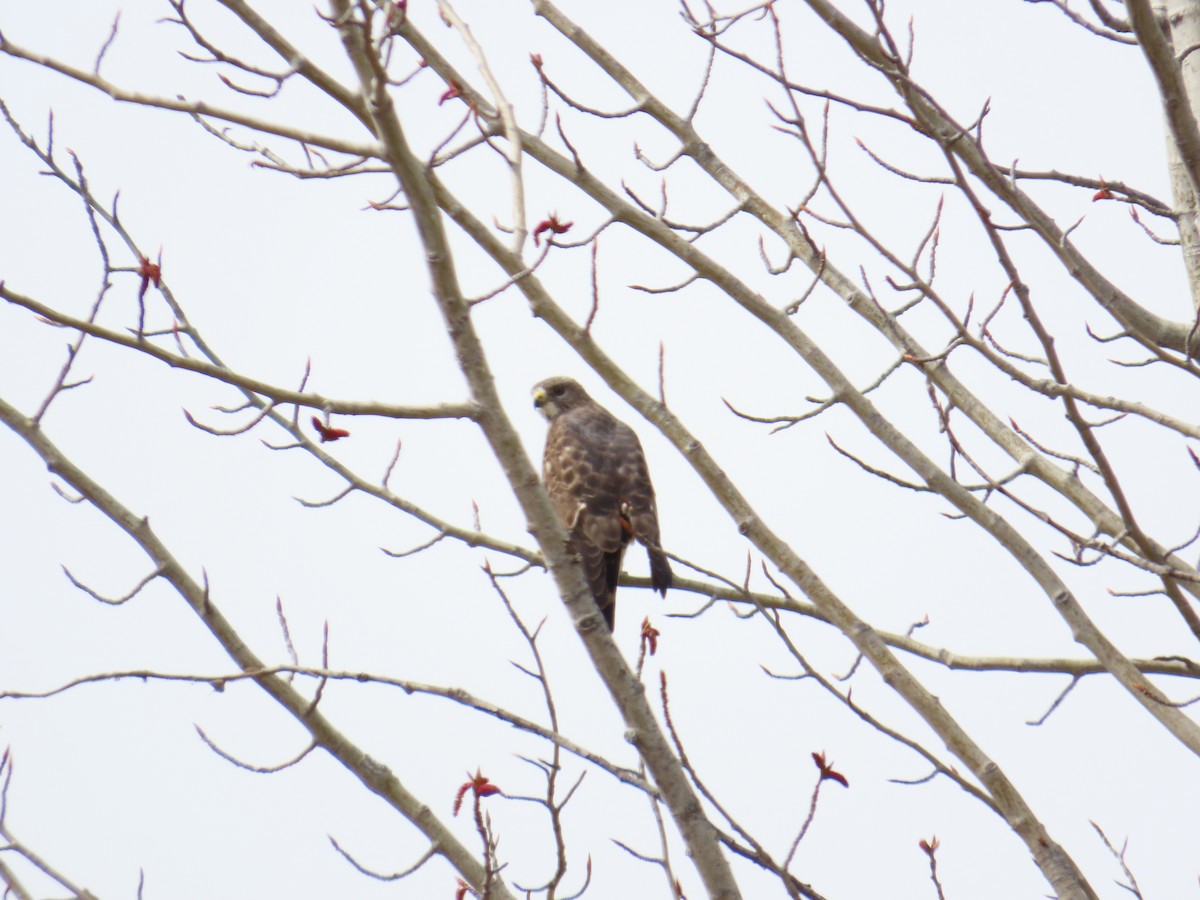 Broad-winged Hawk - John Greaves