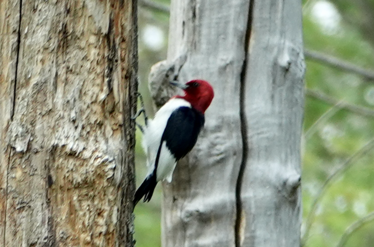 Pic à tête rouge - ML620614795