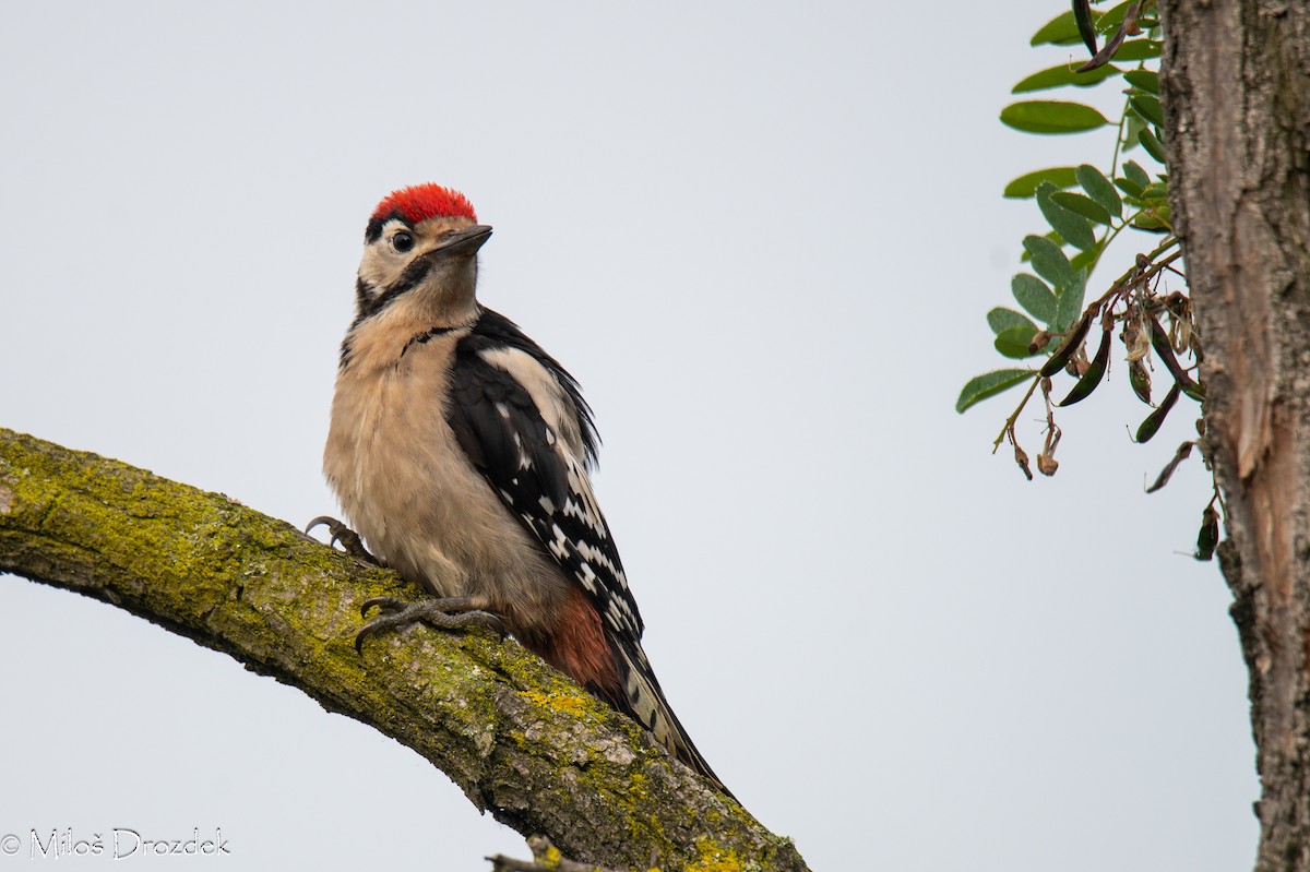 Great Spotted Woodpecker - ML620614796