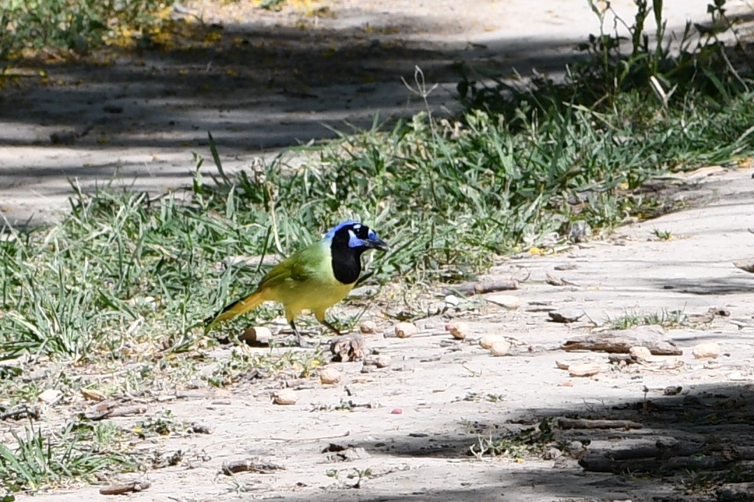 Green Jay - ML620614798