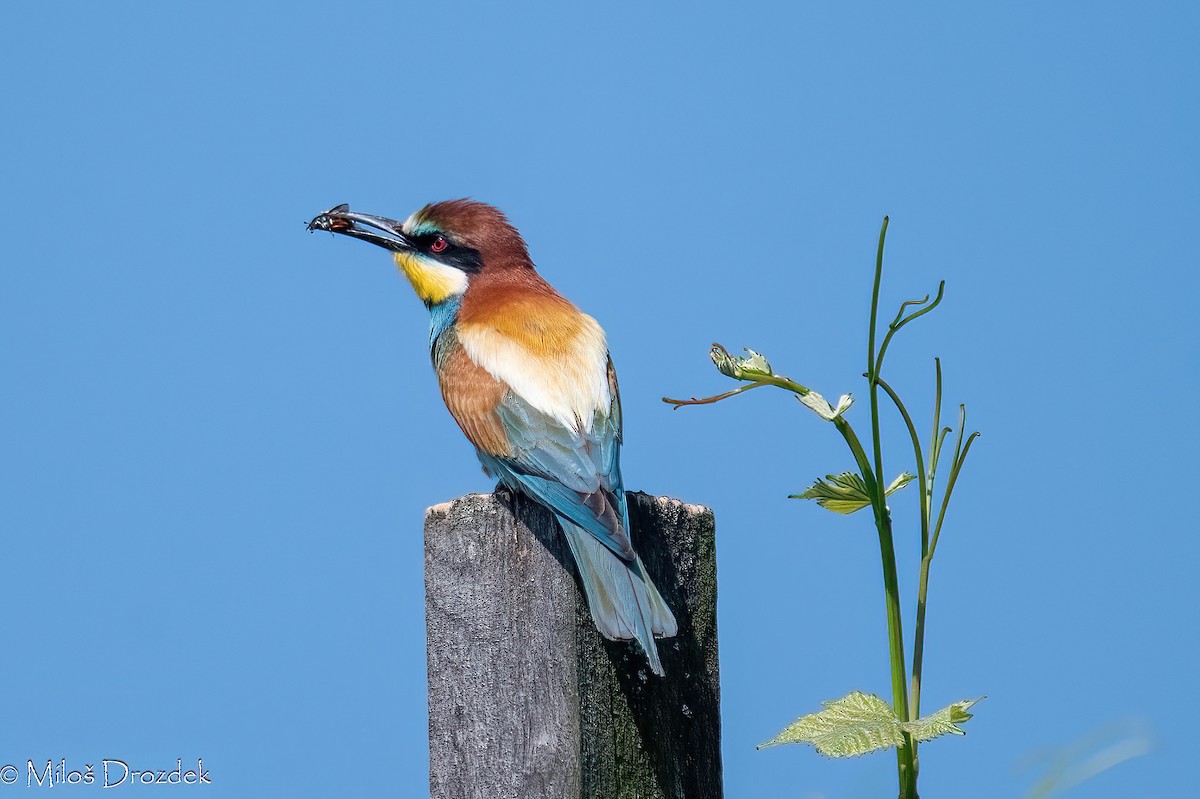 European Bee-eater - ML620614801