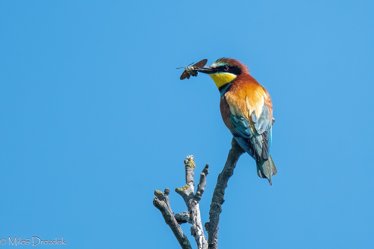 European Bee-eater - ML620614802