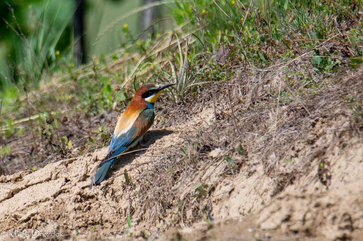 European Bee-eater - ML620614803