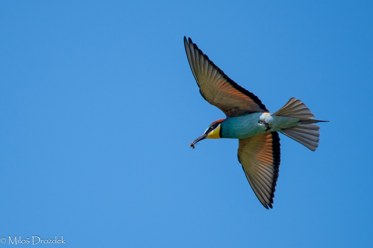 European Bee-eater - ML620614804