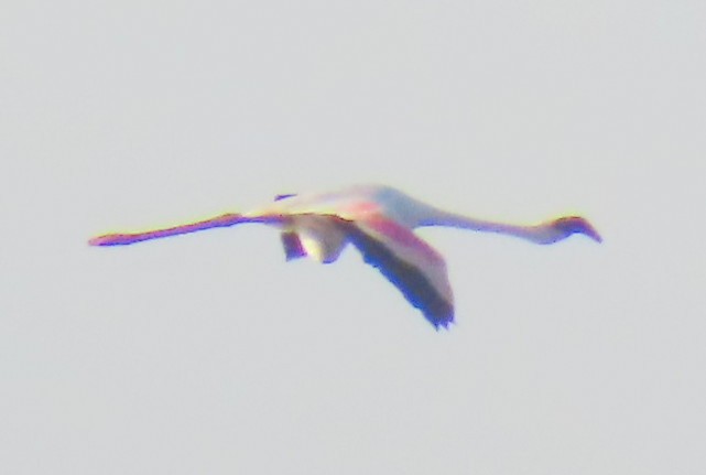 Lesser Flamingo - ML620614809