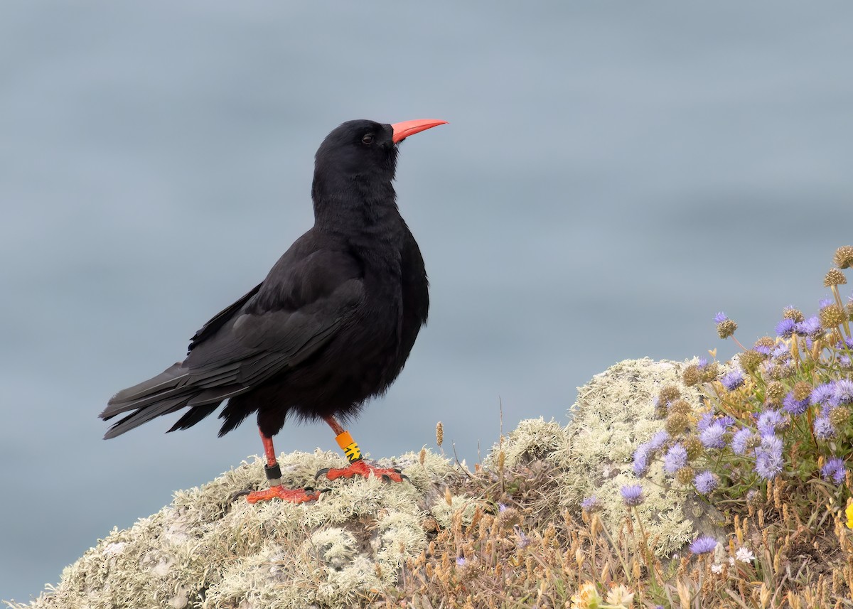 Red-billed Chough - ML620614815