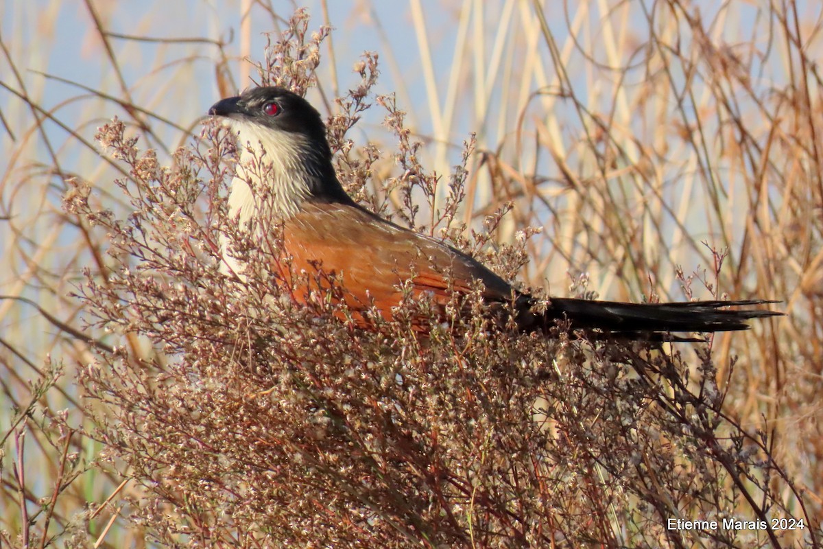 White-browed Coucal - Etienne Marais