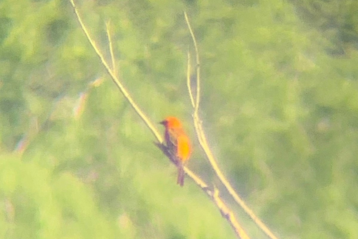 Oriole à gros bec - ML620614821