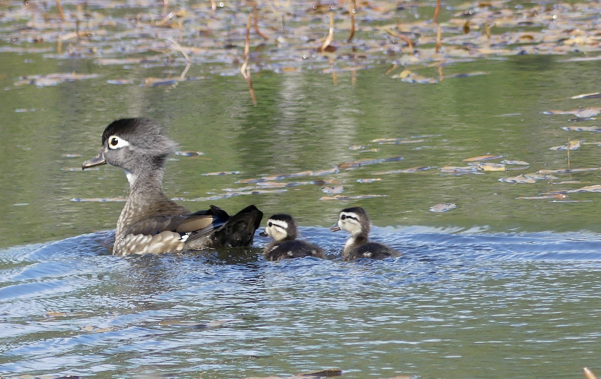 Wood Duck - ML620614822