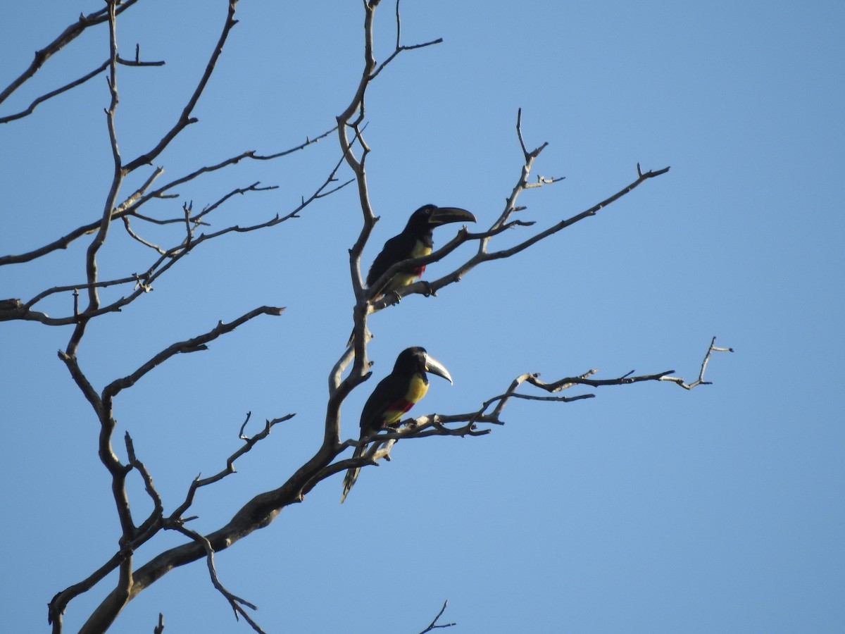 Chestnut-eared Aracari - ML620614825