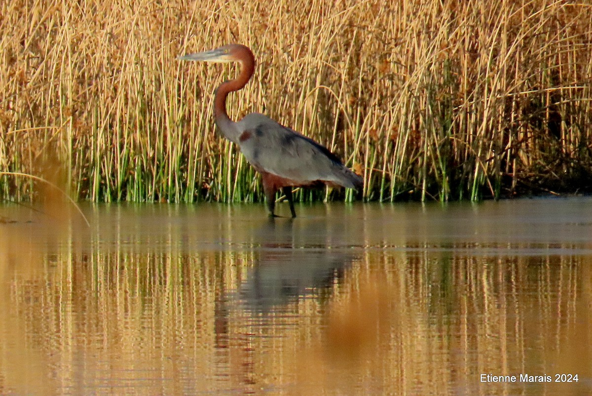 Goliath Heron - ML620614830