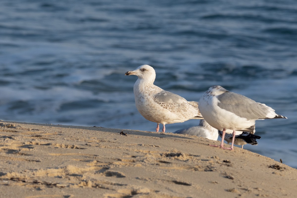 Herring Gull (Vega) - Doug Whitman