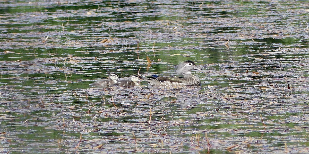 Wood Duck - ML620614834