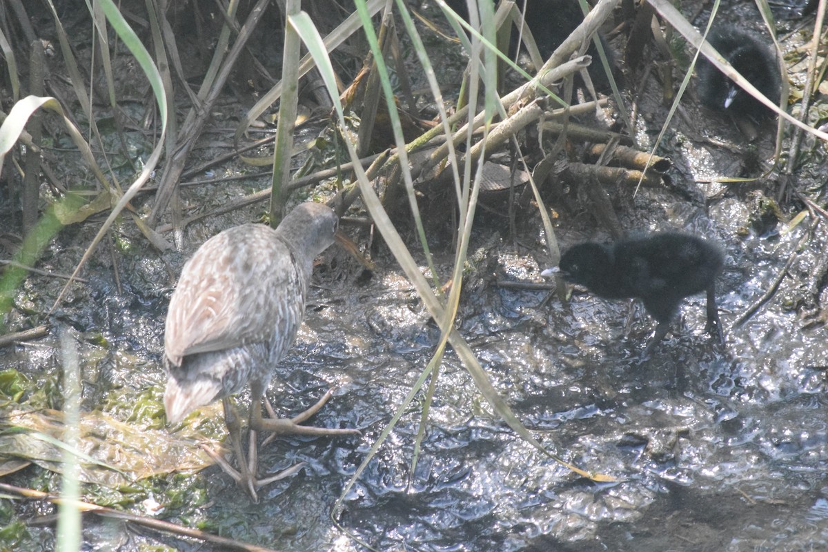 Clapper Rail - John Graham