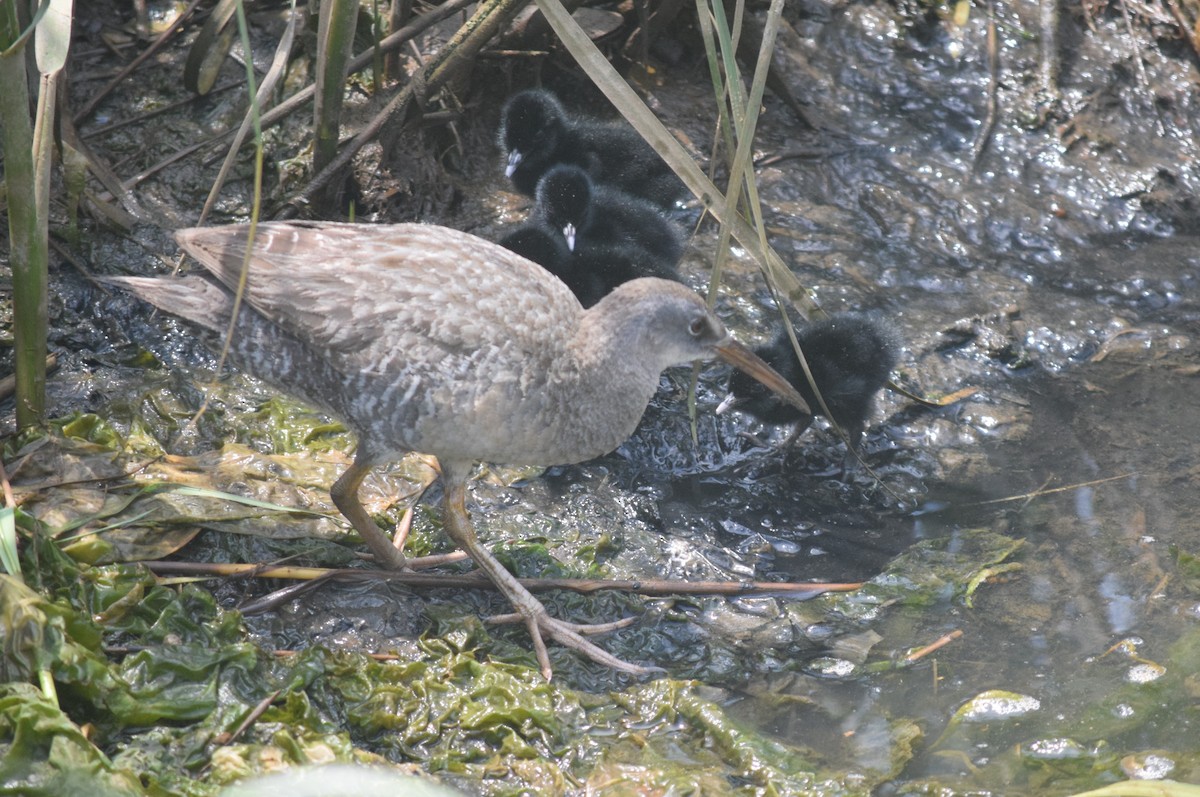 Clapper Rail - ML620614836