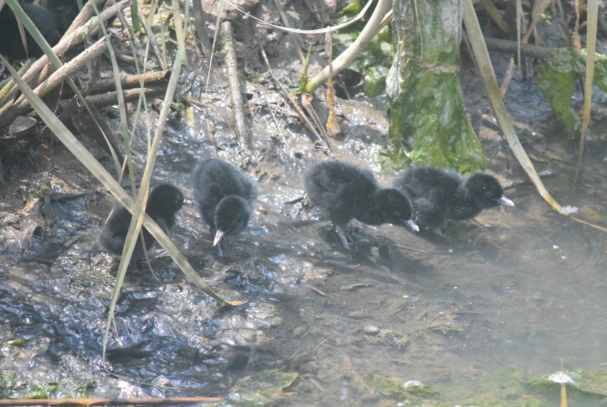 Clapper Rail - ML620614837