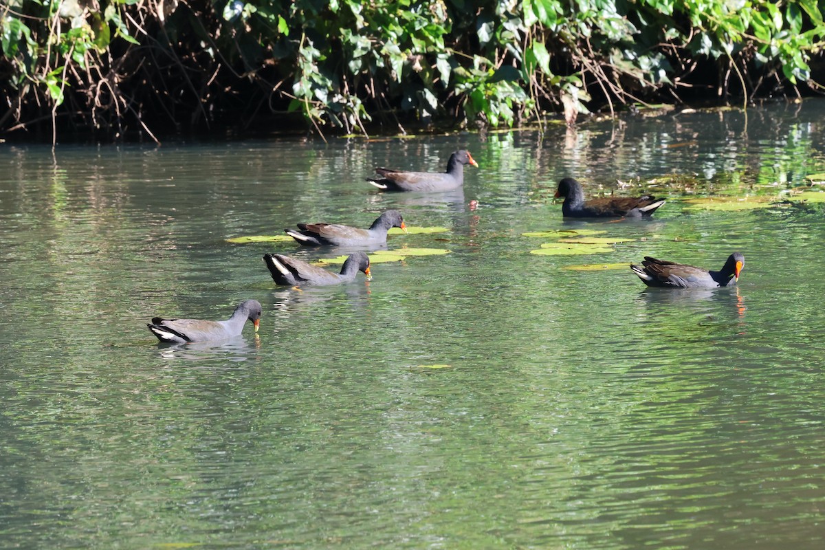 Dusky Moorhen - ML620614838